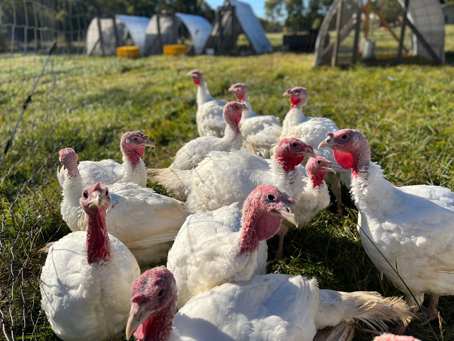 Small Thanksgiving Turkey (~14-16 lbs) - Deposit - Copicut Farms